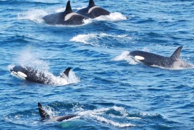 Reykjavik: the Original 3-Hour Whale Watching Tour