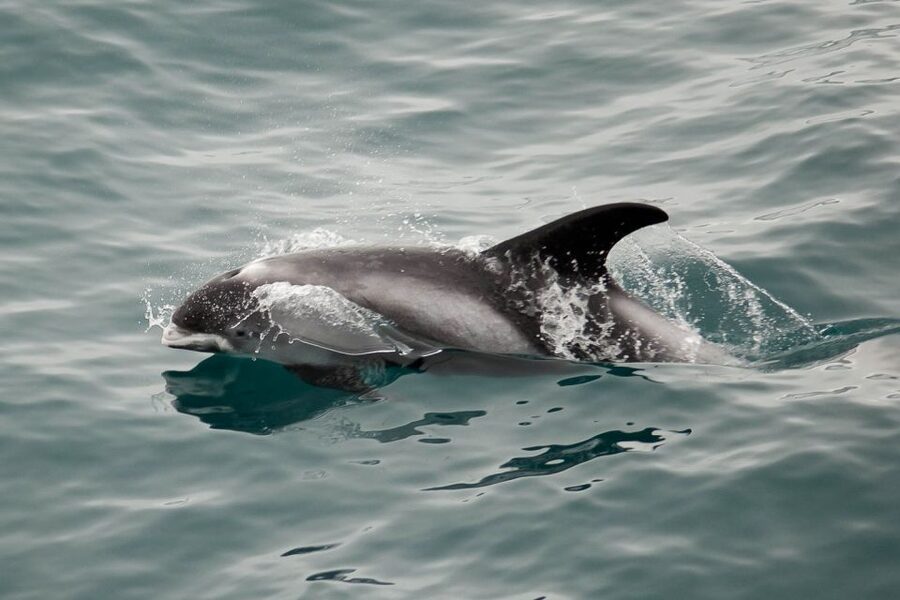 Reykjavik: the Original 3-Hour Whale Watching Tour - Warm overalls, hot chocolate, and the reality of Icelandic weather