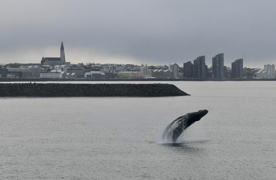 Reykjavik: the Original 3-Hour Whale Watching Tour - Responsible whale watching and the value of the operation
