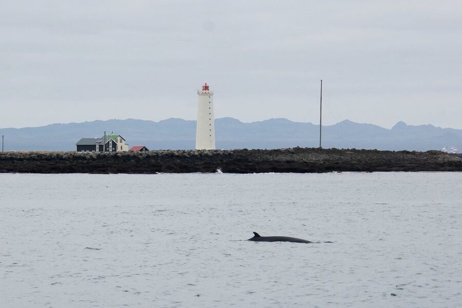 Reykjavik: the Original 3-Hour Whale Watching Tour - How the sighting guarantee changes the value