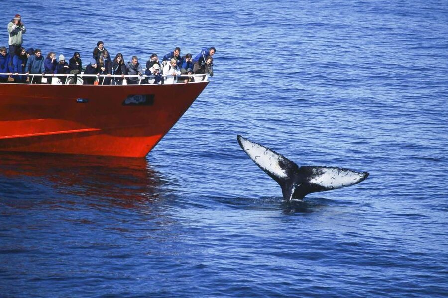 Reykjavik: the Original 3-Hour Whale Watching Tour - Who will enjoy this tour most