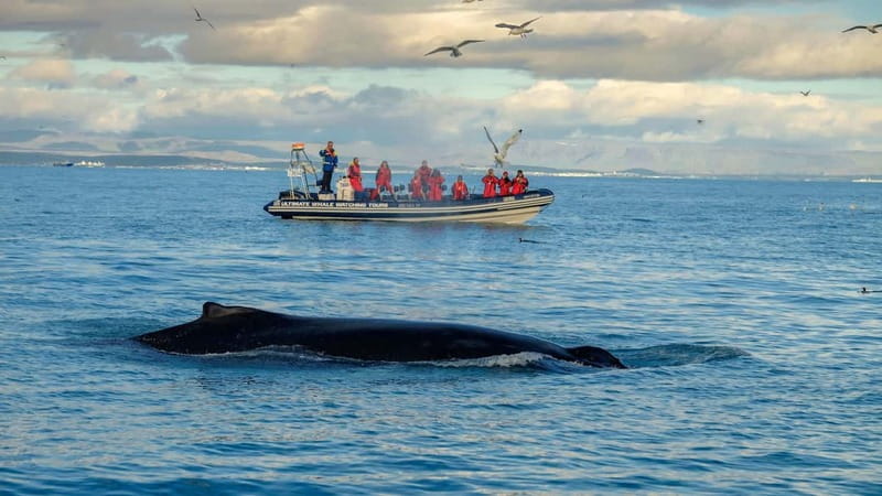 Reykjavik: Whale and Puffin Watching RIB Boat Tour - Puffin islands first, when the season allows