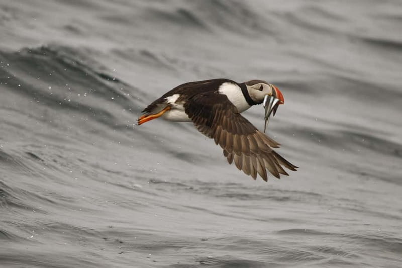 Reykjavik: Whale and Puffin Watching RIB Boat Tour - Searching for whales and dolphins