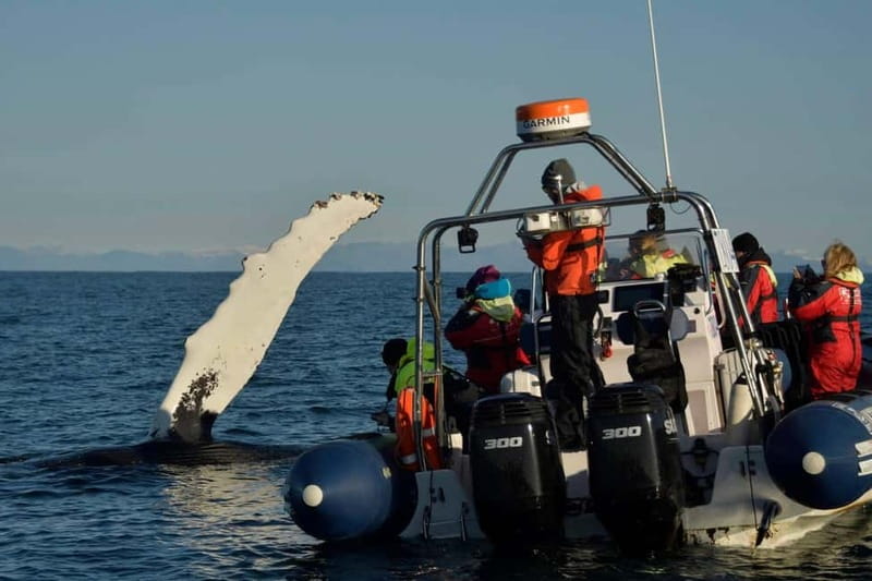 Reykjavik: Whale and Puffin Watching RIB Boat Tour - What the two-hour timing means