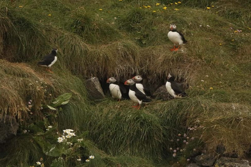Reykjavik: Whale and Puffin Watching RIB Boat Tour - Coming back along Reykjavik’s shore