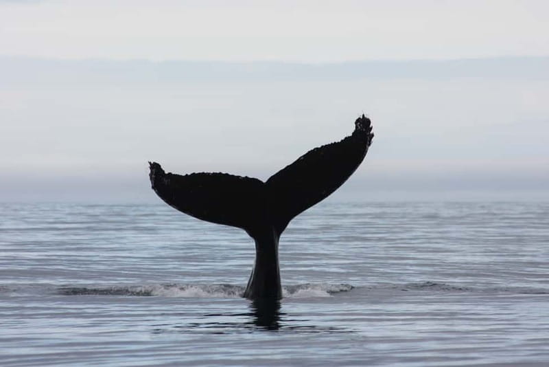 Reykjavik: Whale and Puffin Watching RIB Boat Tour - Is $200 a fair price?
