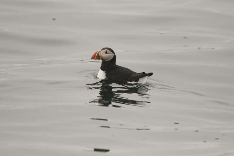 Reykjavik: Whale and Puffin Watching RIB Boat Tour - Who should book this RIB tour?