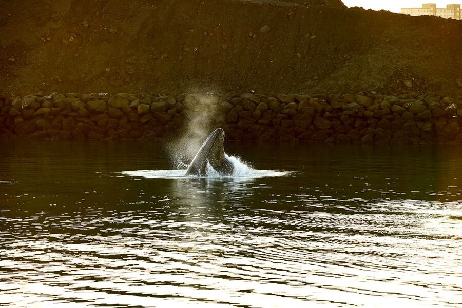 Reykjavik: Whale & Marine Adventure Tour - Key points to know before sailing