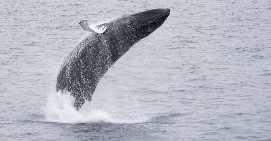 Reykjavik: Whale & Marine Adventure Tour - Is $104 a fair price?