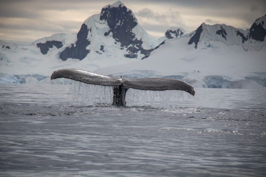 Reykjavik: Whale & Marine Adventure Tour - Who will enjoy this boat trip most?