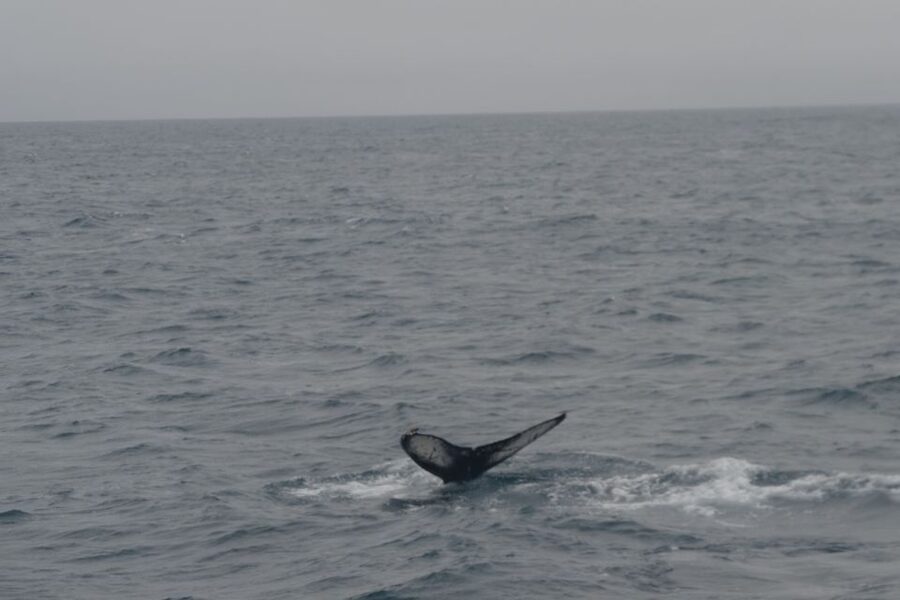 Reykjavik: Whale Watching and Dolphin Watching Yacht Cruise - Key points to know before you book