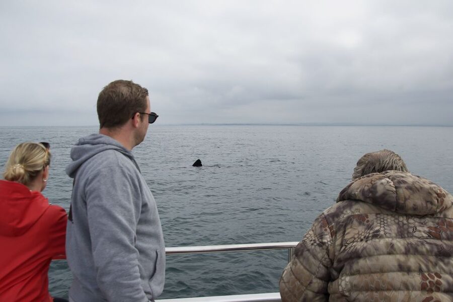 Reykjavik: Whale Watching and Dolphin Watching Yacht Cruise - Should you book this whale tour?