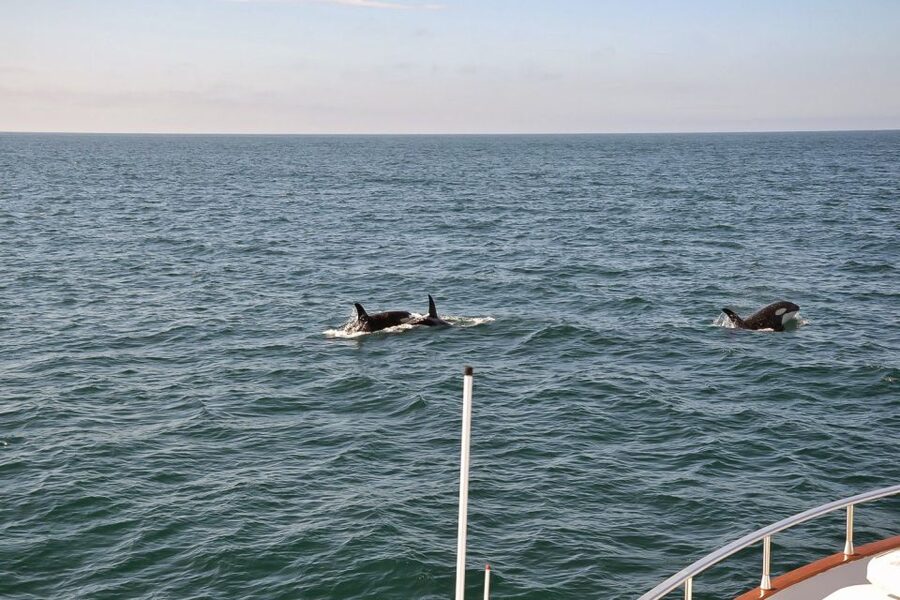 Reykjavik: Whale Watching and Dolphin Watching Yacht Cruise - The viewing decks, cabin, and cold-weather reality