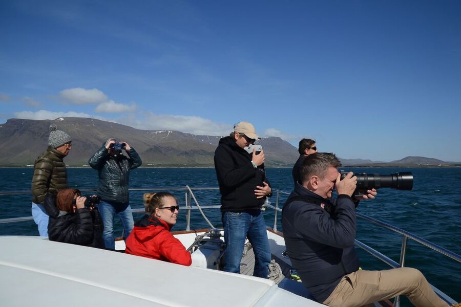Reykjavik: Whale Watching and Dolphin Watching Yacht Cruise - How the crew handles wildlife encounters