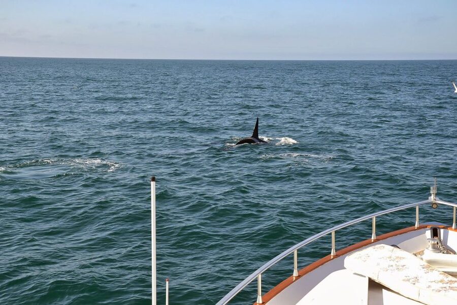 Reykjavik: Whale Watching and Dolphin Watching Yacht Cruise - Booking details worth keeping in mind