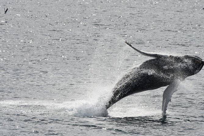 Reykjavik Whale Watching and Lava Show - Two Iceland highlights, one carefully timed afternoon