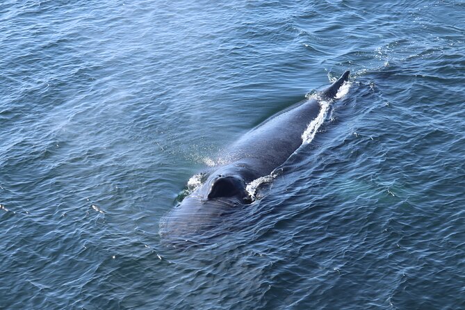 Reykjavik Whale Watching and Lava Show - What you might see from the boat