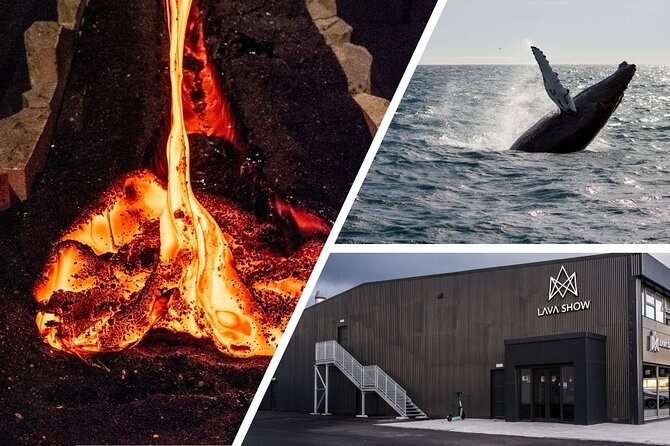 Reykjavik Whale Watching and Lava Show - Is $145 a fair price?