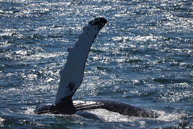 Reykjavik Whale Watching and Lava Show - Staying warm on a North Atlantic boat