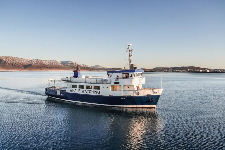 Reykjavík: Whale Watching and Marine Life Cruise - Watching whales without crowding them