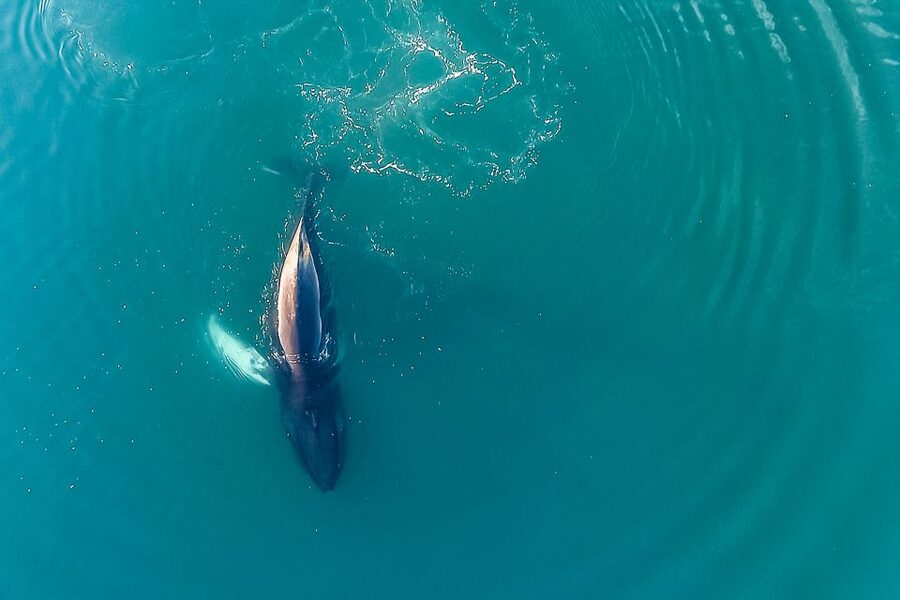 Reykjavík: Whale Watching and Marine Life Cruise - A boat built for changing Icelandic weather