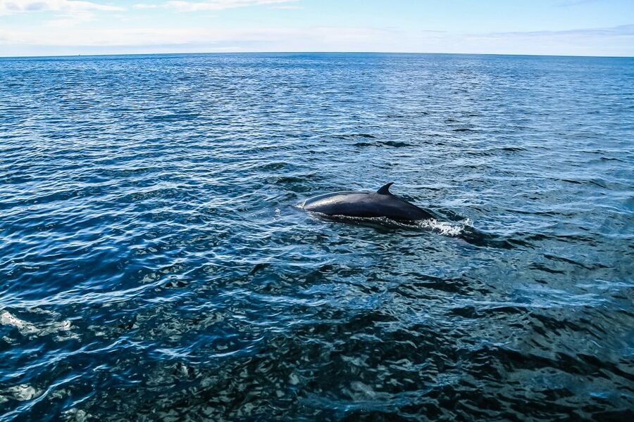 Reykjavík: Whale Watching and Marine Life Cruise - How good is the $87 value?