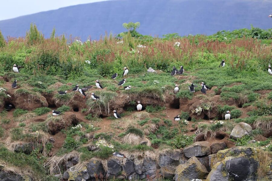Reykjavik: Whale Watching and Puffin Excursion - Two Reykjavik Boat Trips, Not One Long Cruise