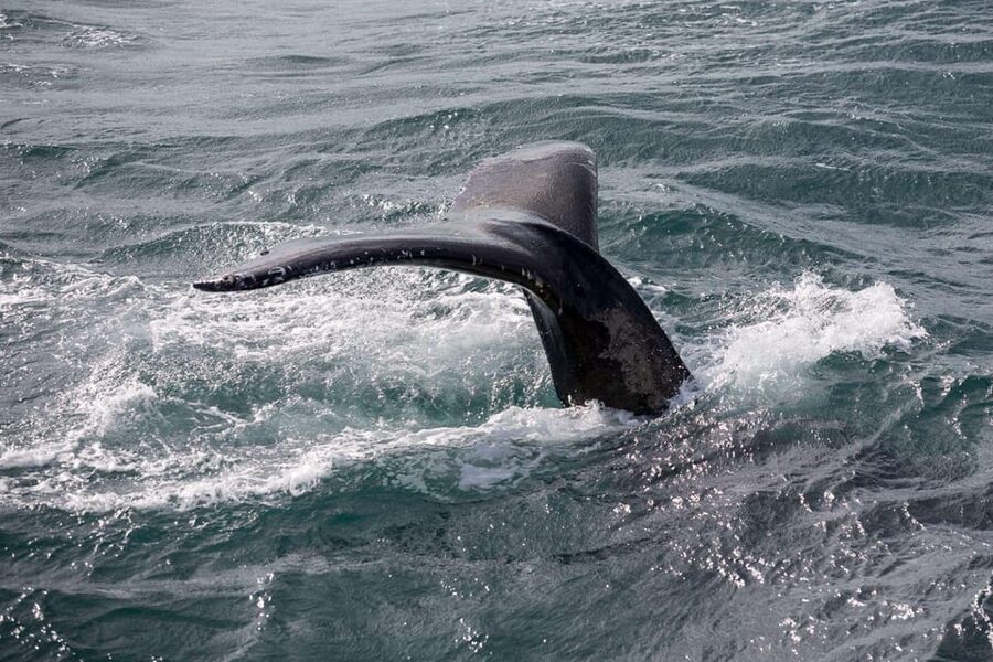 Reykjavik: Whale Watching and Puffin Excursion - Leaving Geirsgata 11 for the Atlantic