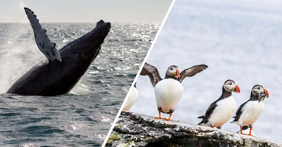Reykjavik: Whale Watching and Puffin Excursion - The Puffin Islands on a Smaller Boat