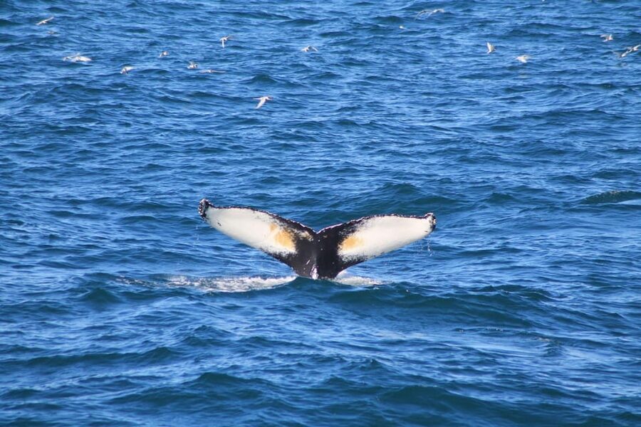 Reykjavik: Whale Watching and Puffin Excursion - Who Will Get the Most From This Outing