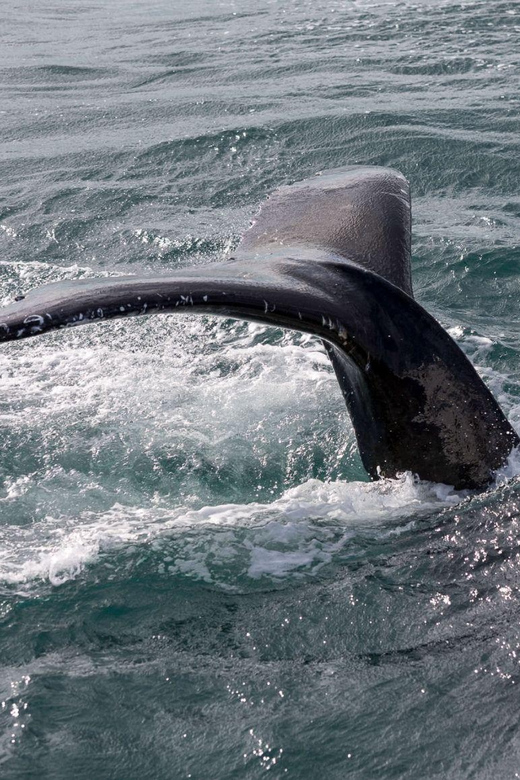 Reykjavik: Whale Watching and Puffin Excursion - Practical Details Before You Reserve