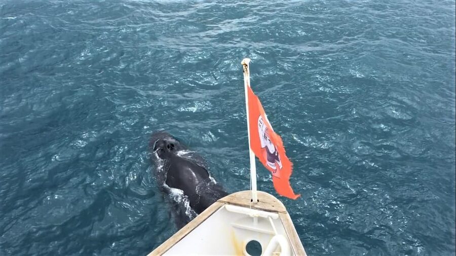 Reykjavik: Whale Watching and Puffin Excursion - Should You Book the Whale and Puffin Combo?