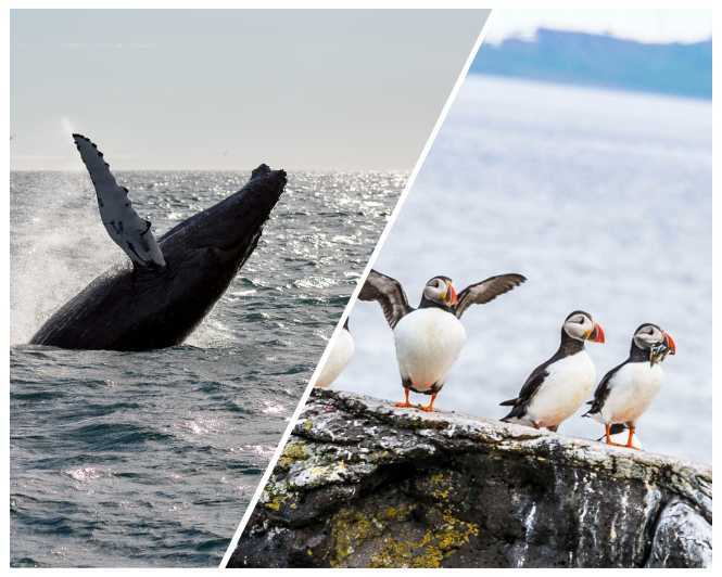 Reykjavik: Whale Watching and Puffin Excursion - Looking for Humpback and Minke Whales