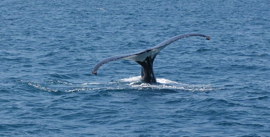 Reykjavik: Whale Watching by RIB Speedboat - Should you book this Reykjavík whale tour?