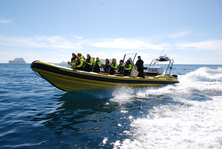 Reykjavik: Whale Watching by RIB Speedboat - Engey, Lundey, and Reykjavík from the water