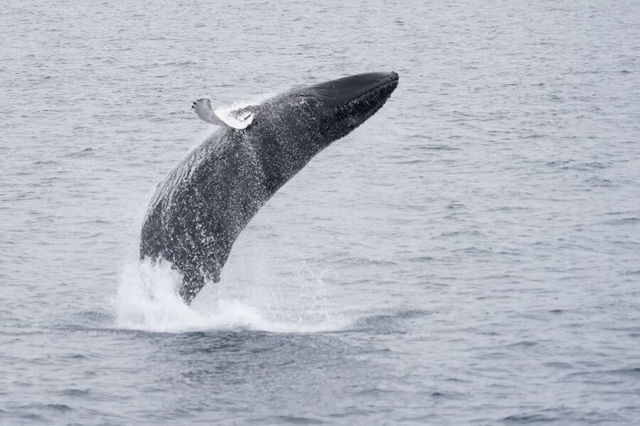 Reykjavik: Whale Watching by RIB Speedboat - Best time of year and weather concerns