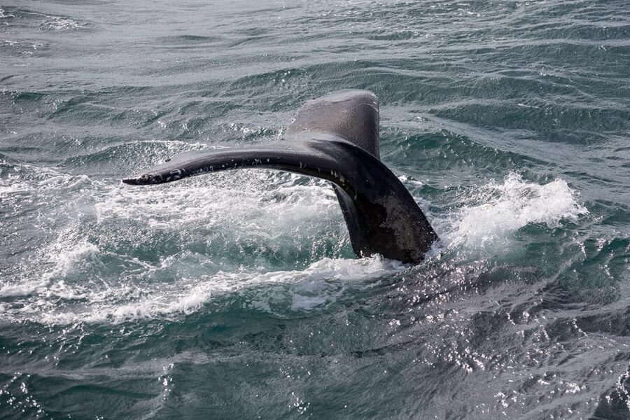 Reykjavík: Whale Watching Cruise and FlyOver Combo Ticket - Two Iceland Experiences in One Half-Day