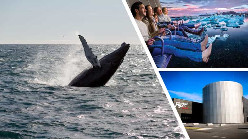 Reykjavík: Whale Watching Cruise and FlyOver Combo Ticket - What Happens If You See No Whales