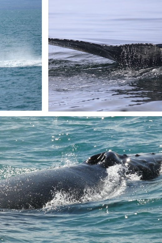 Reykjavík: Whale Watching Cruise and FlyOver Combo Ticket - FAQ
