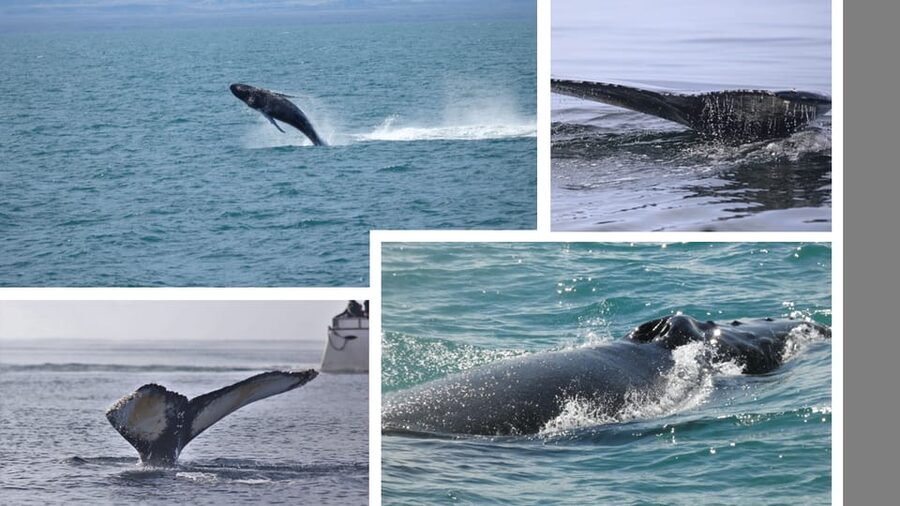 Reykjavík: Whale Watching Cruise and FlyOver Combo Ticket - Warm Clothing, Cabin Comfort, and Seasickness