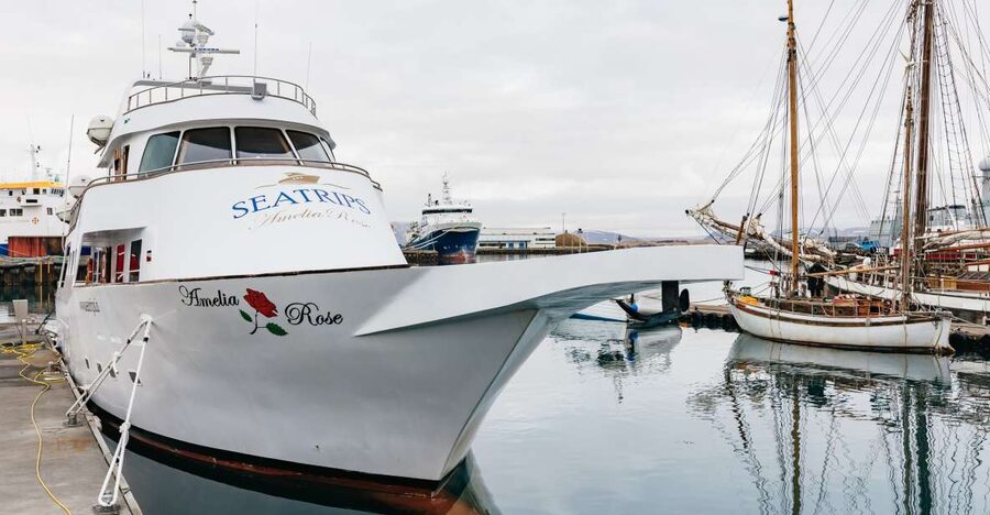 Reykjavík: Whale Watching Cruise on the Amelia Rose Yacht - Searching Faxaflói Bay for whales