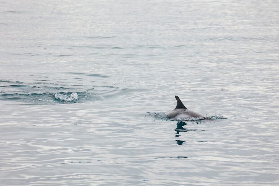 Reykjavík: Whale Watching Cruise on the Amelia Rose Yacht - Price, pickup, and practical value