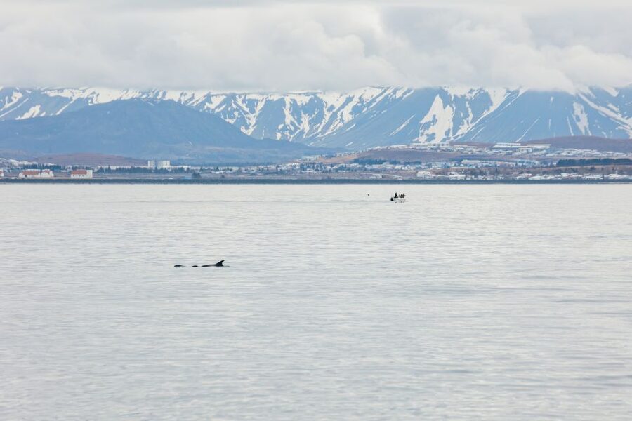 Reykjavík: Whale Watching Cruise on the Amelia Rose Yacht - Who should book the Amelia Rose?