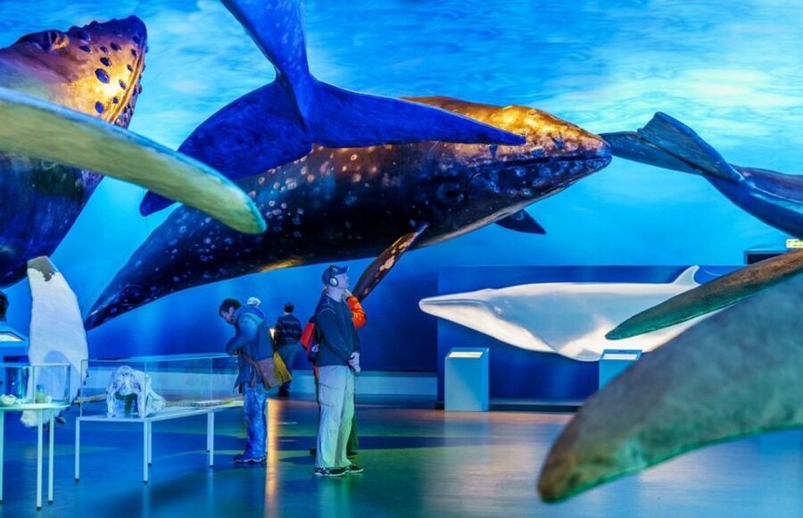 Reykjavik: Whale Watching Excursion & Whale Exhibition - Key points to know before you book
