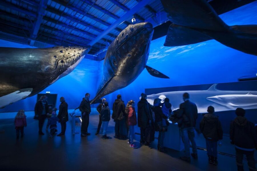 Reykjavik: Whale Watching Excursion & Whale Exhibition - Should you book this Reykjavik whale tour?