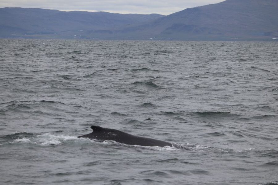 Reykjavik: Whale Watching Excursion & Whale Exhibition - The value of warm overalls and indoor cabins