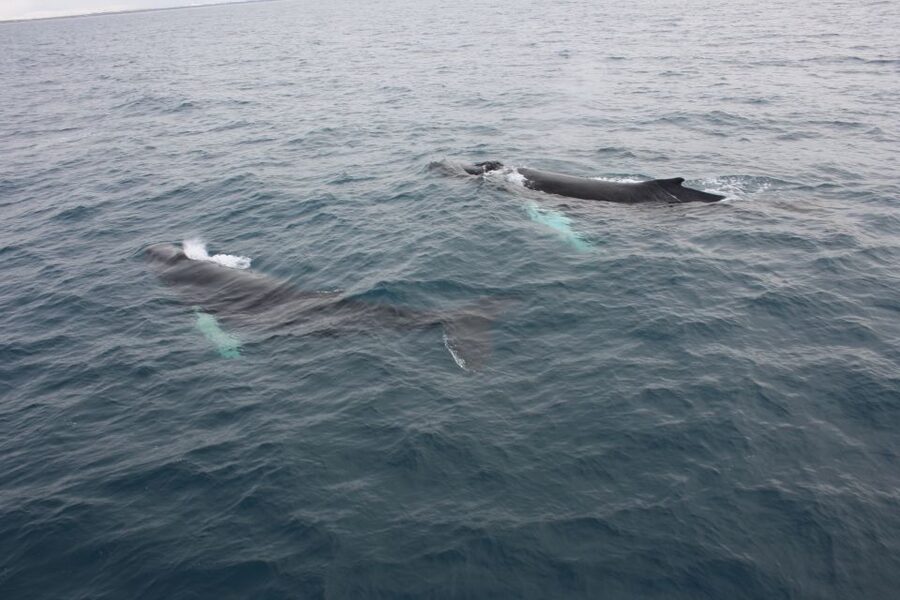 Reykjavik: Whale Watching Excursion & Whale Exhibition - Timing, price, and the real value of the package