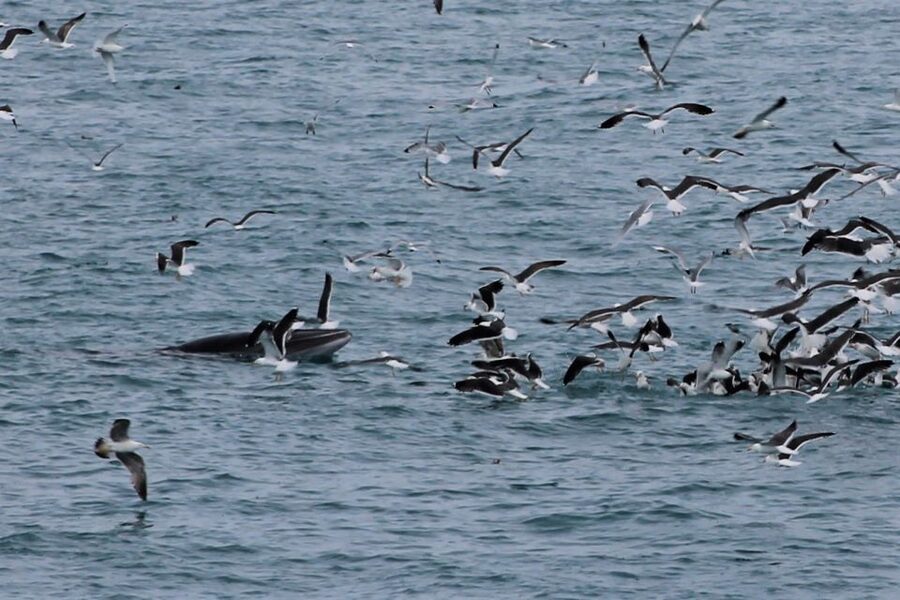 Reykjavik: Whale Watching Excursion & Whale Exhibition - The best season and the least comfortable days