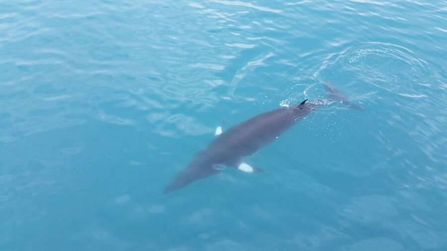 Reykjavik: Whale Watching Excursion & Whale Exhibition - Who will get the most from this outing
