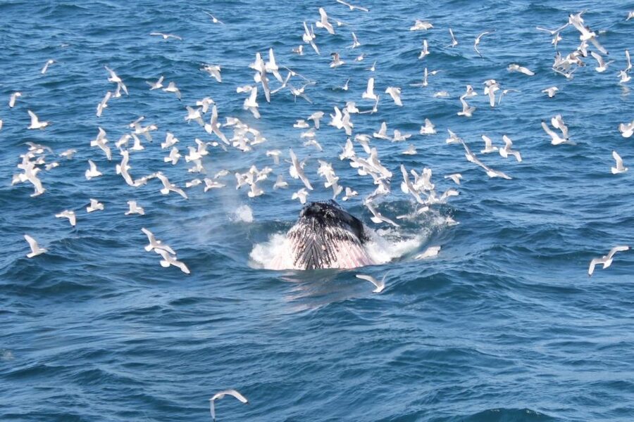 Reykjavik: Whale Watching Excursion & Whale Exhibition - Practical advice for a better day